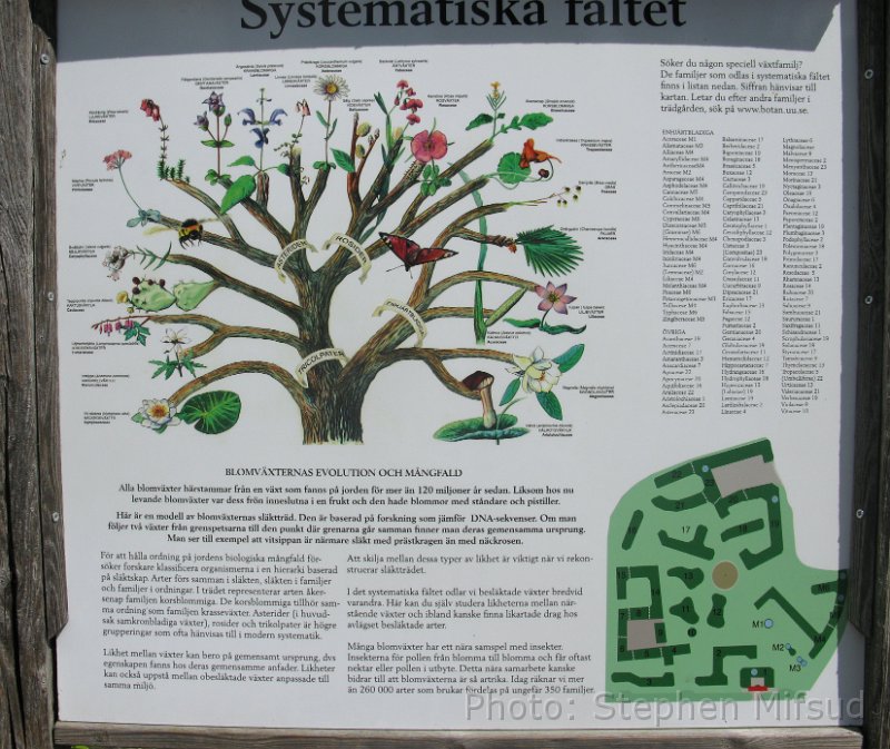 Bennas2010-3375.jpg - An interesting evolution tree of plants depicted in the guide map of plant families in the evolution section of the Uppsala botanic garden.